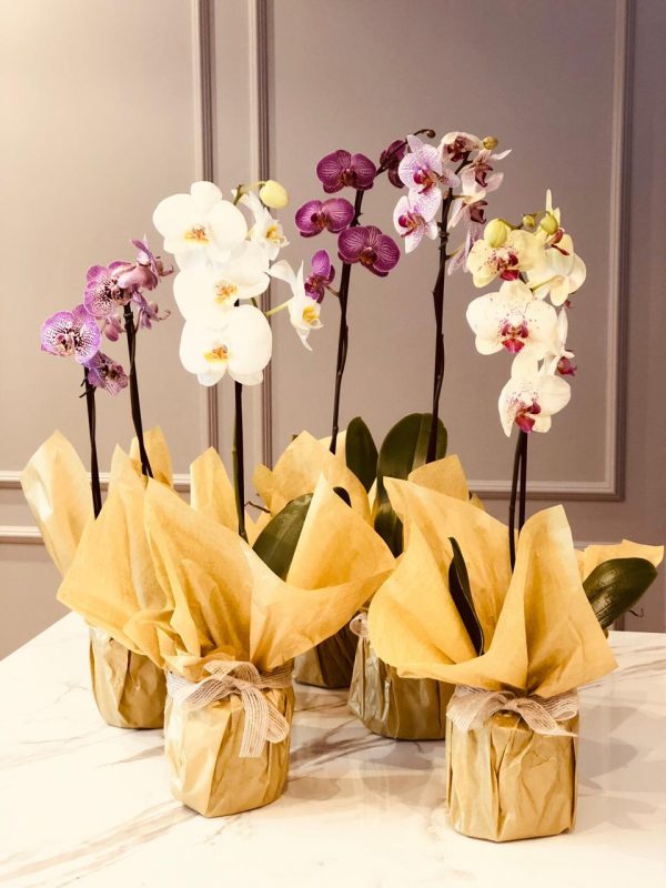Orquídea