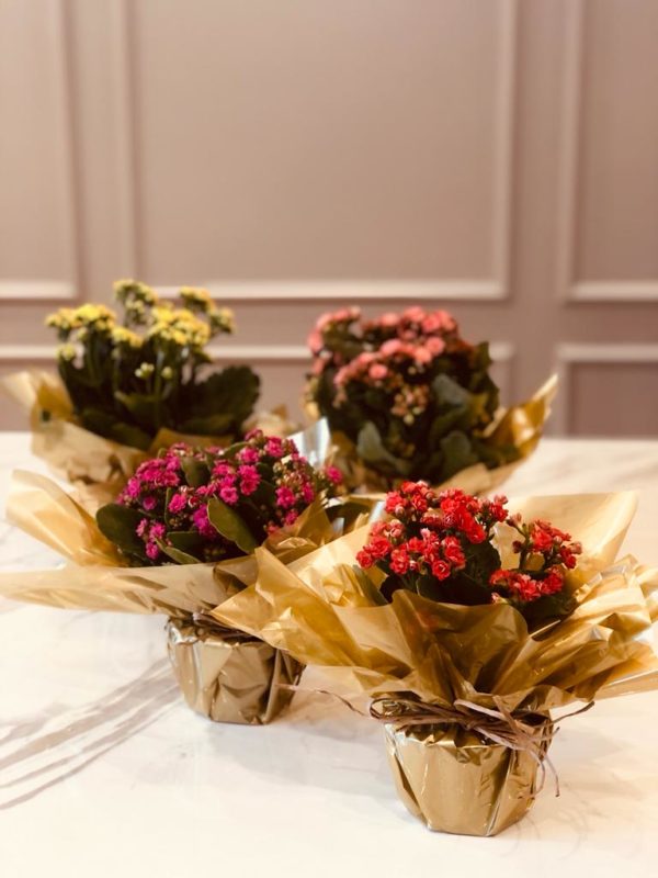 Flor da Fortuna